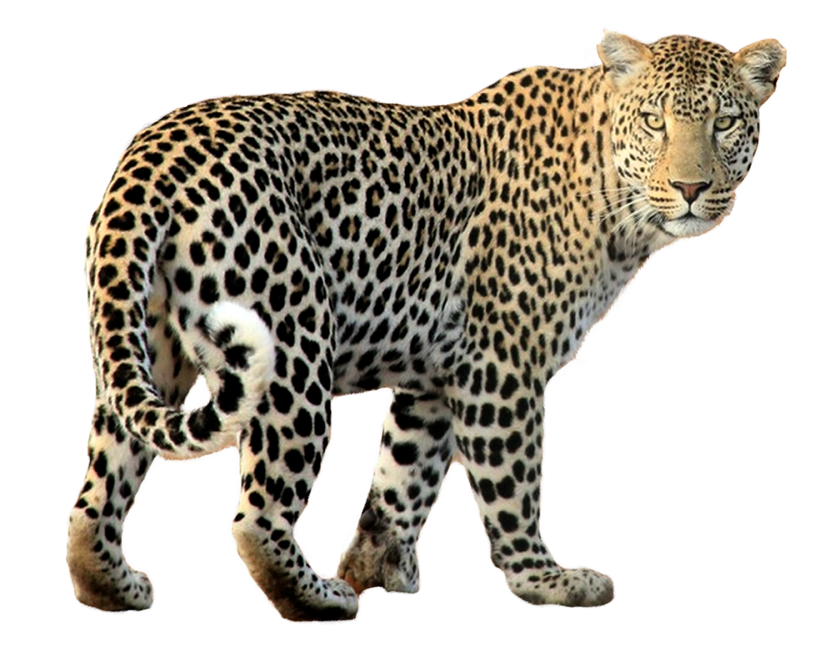 Leopard PNG Free File Download