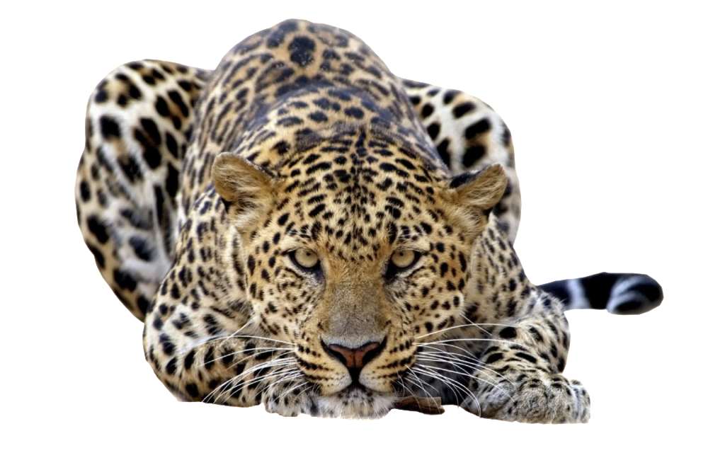 Leopard PNG HD Free File Download