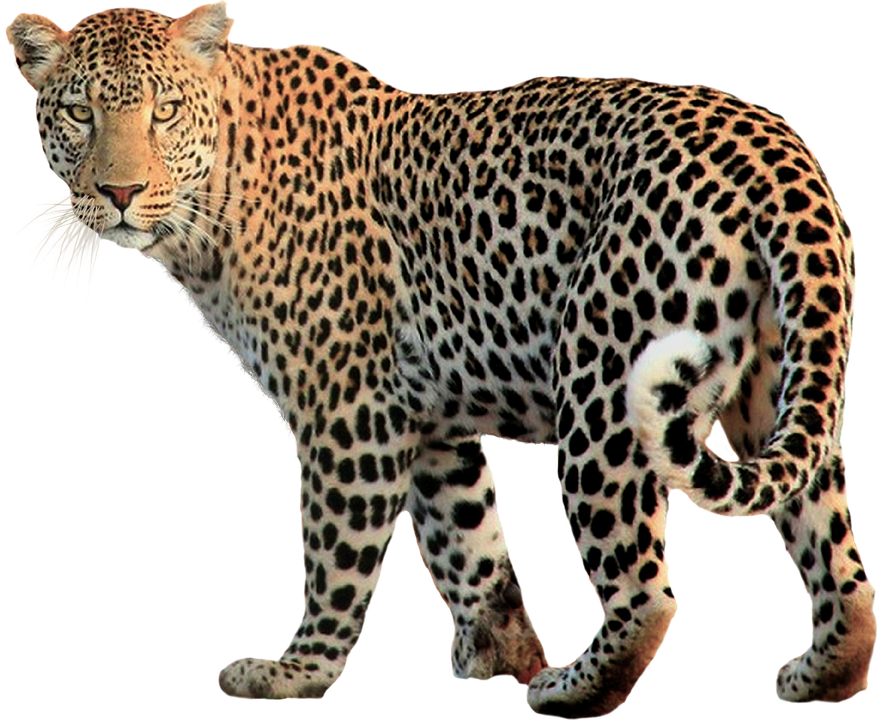 Leopard PNG HD Quality