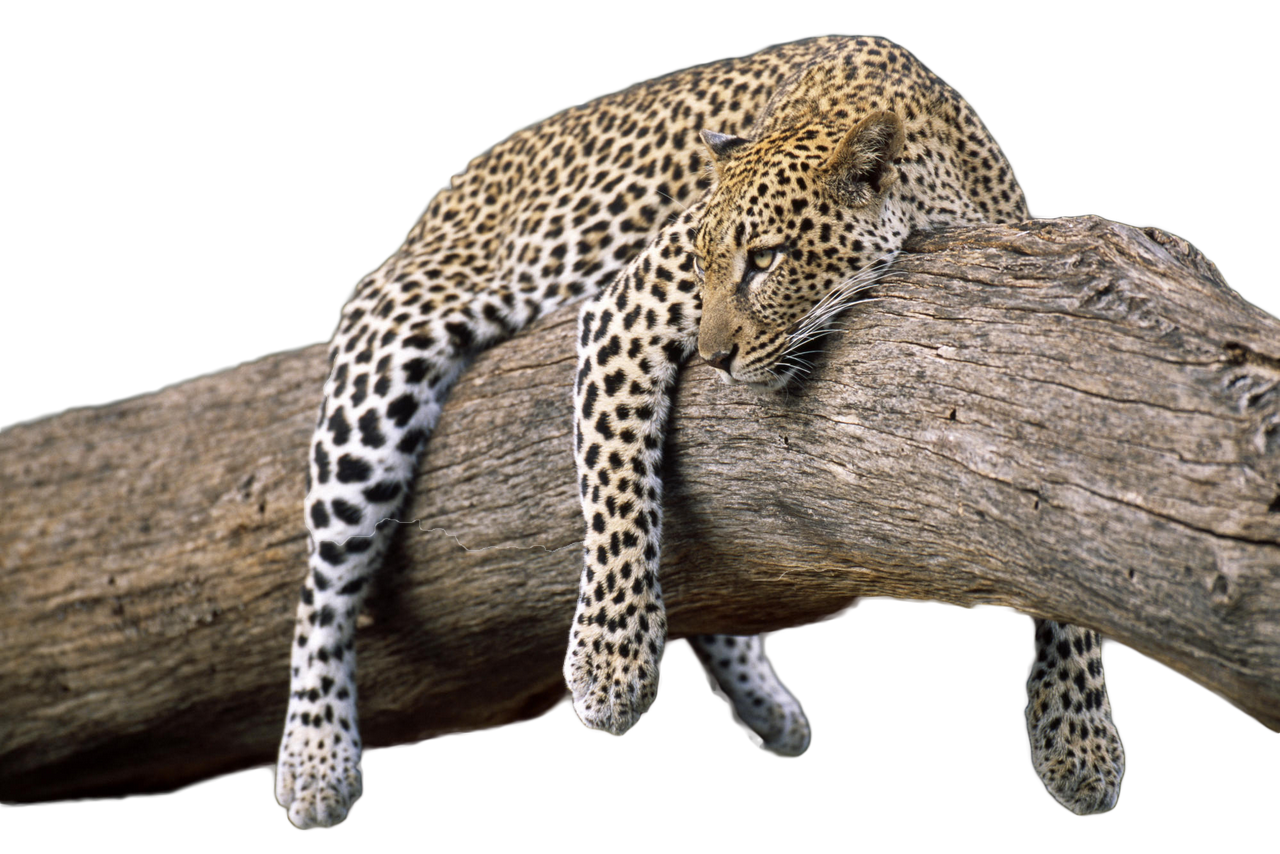 Leopard Transparent Clip Art Image