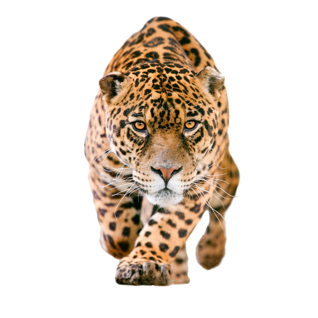Leopard Transparent Free PNG