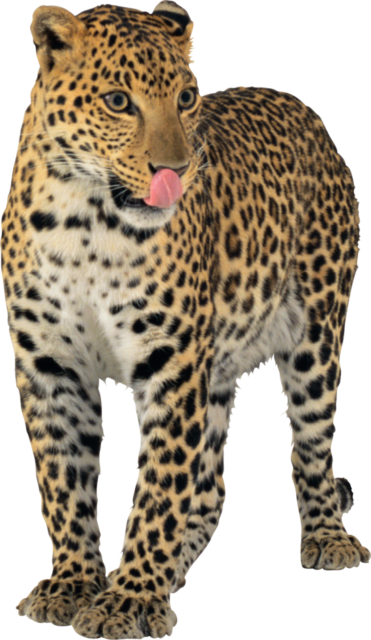 Leopard Transparent Images Clip Art