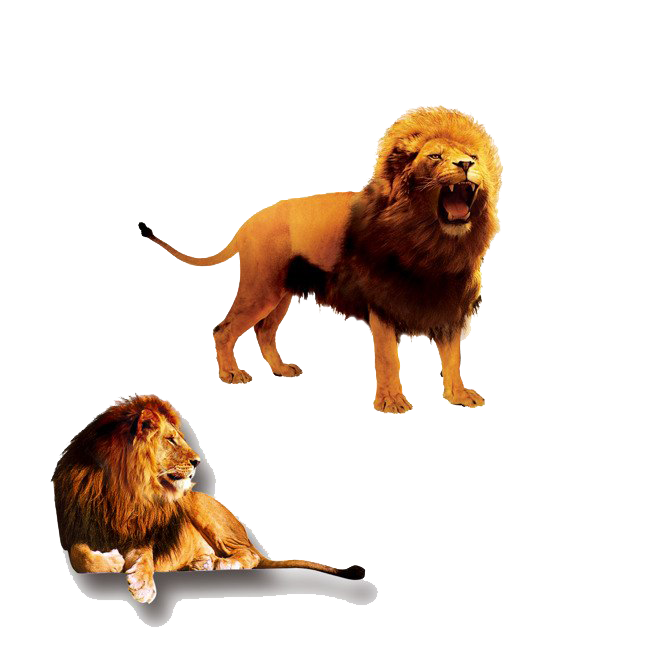 Lion King Transparent PNG
