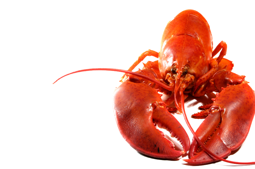 Lobster Background PNG Image