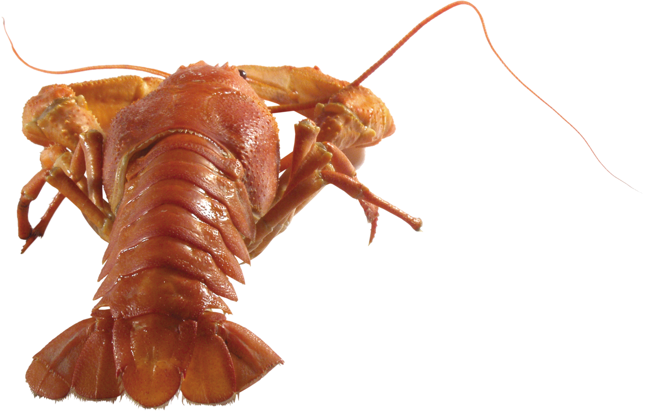 Lobster No Background Clip Art