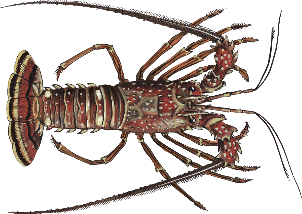 Lobster PNG Clipart Background HD