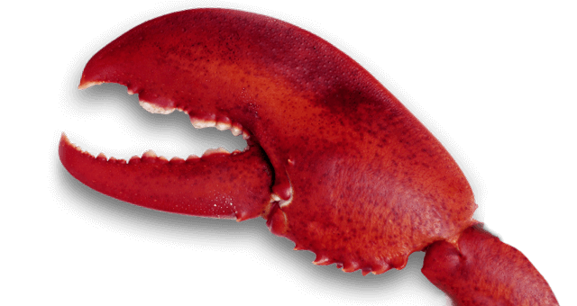 Lobster PNG HD Images