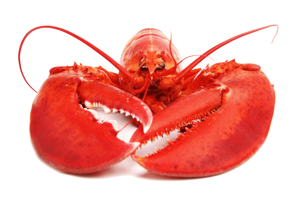 Lobster PNG HD Quality