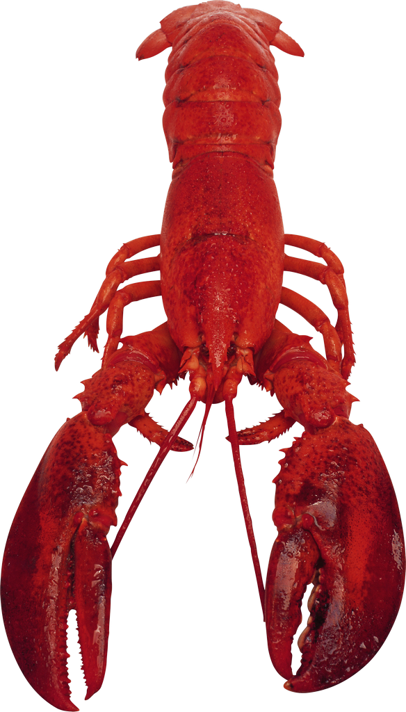 Lobster Transparent Clip Art PNG
