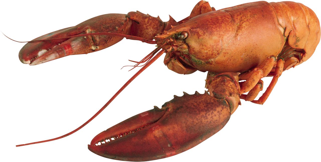 Lobster Transparent File