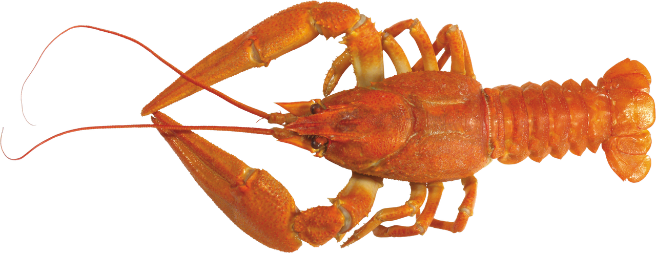 Lobster Transparent Image