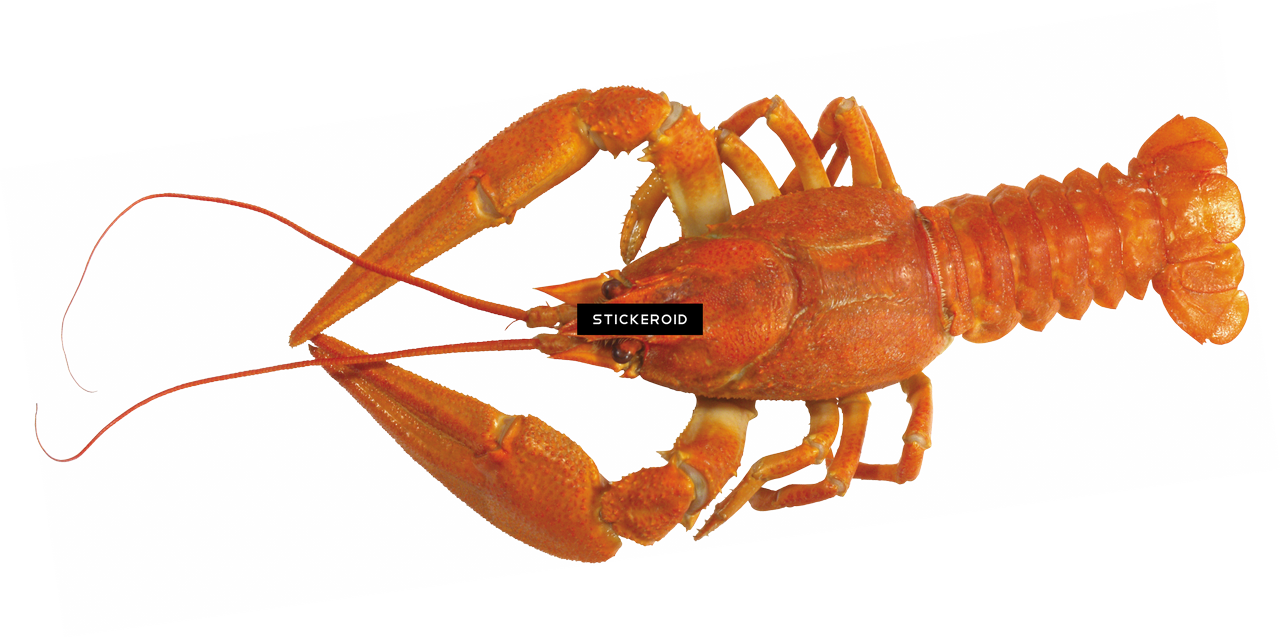 Lobster Transparent PNG
