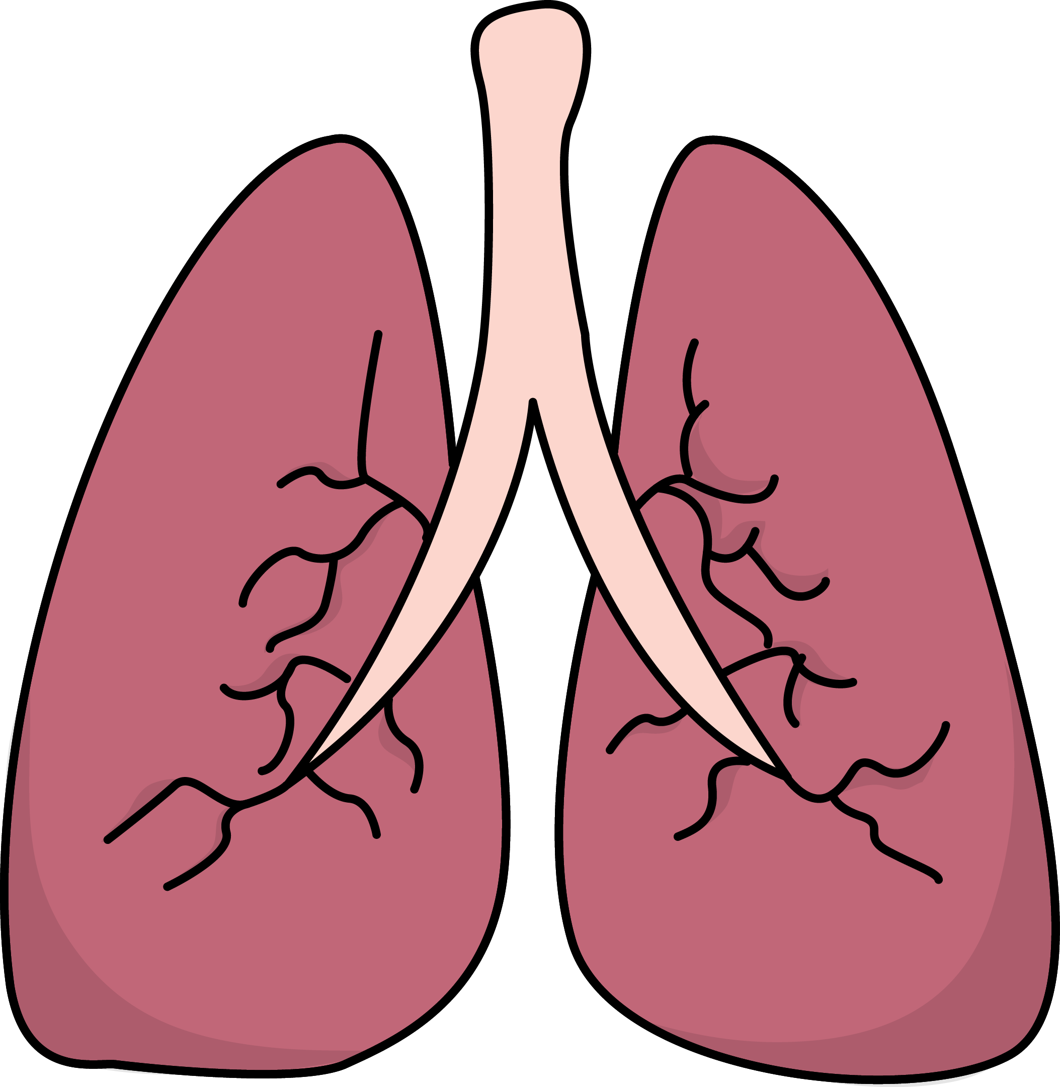 Lung Background PNG Clip Art Image