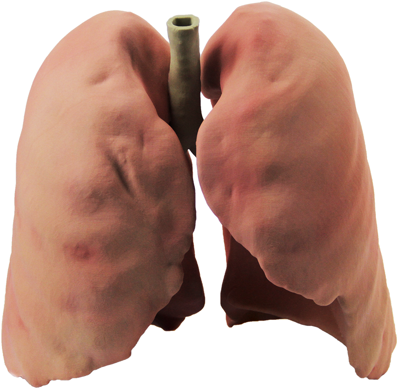 Lung Background PNG