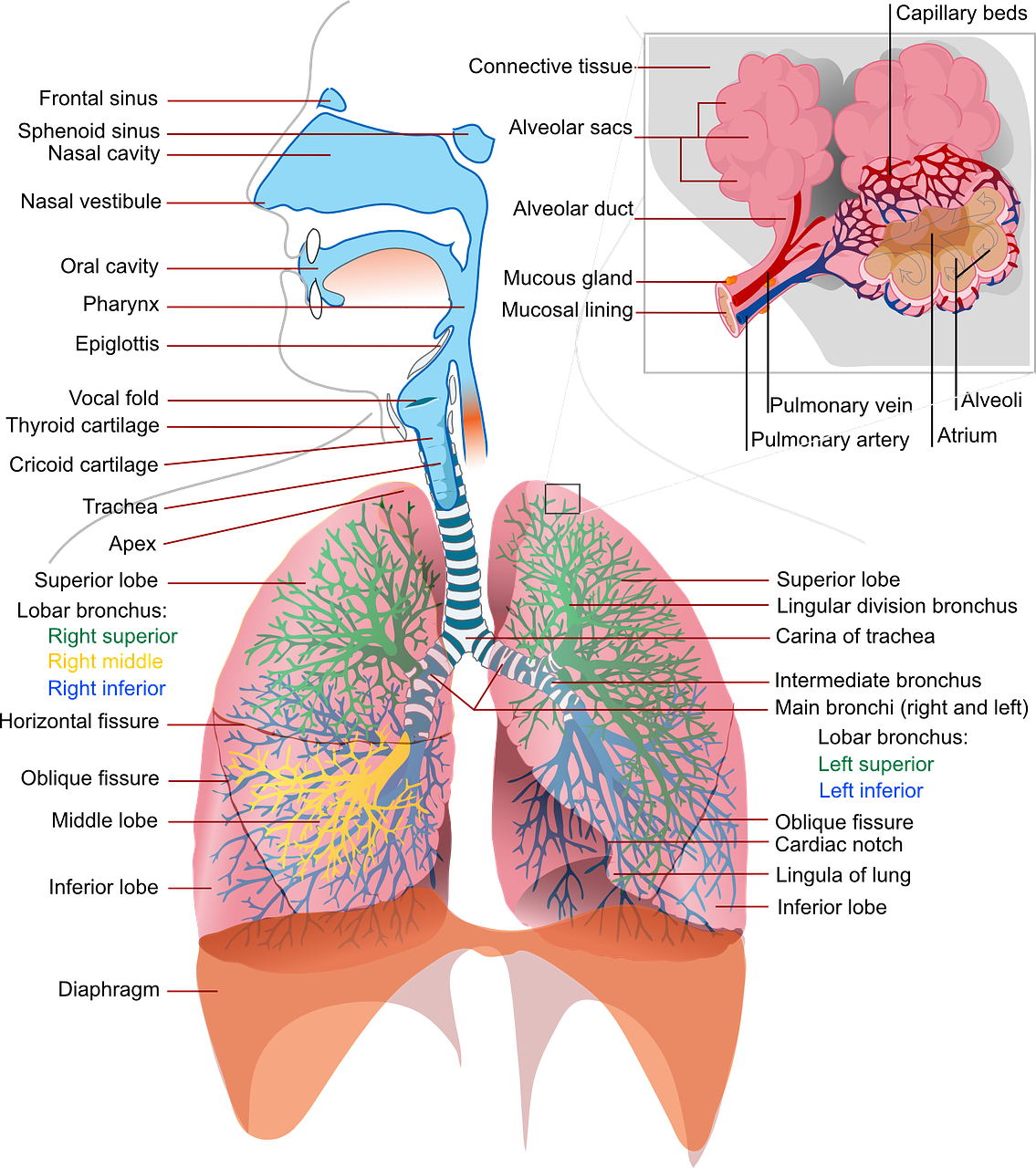 Lung Clip Art Transparent File