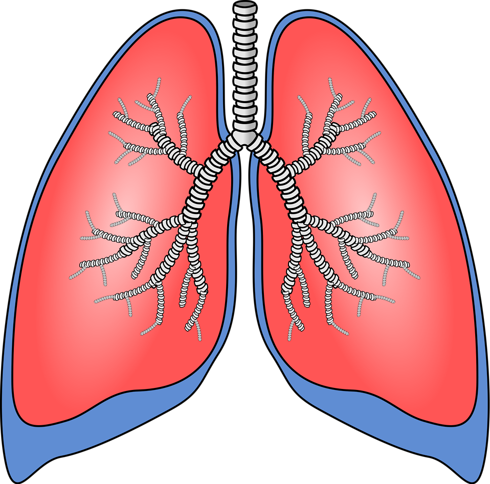 Lung Download Free PNG
