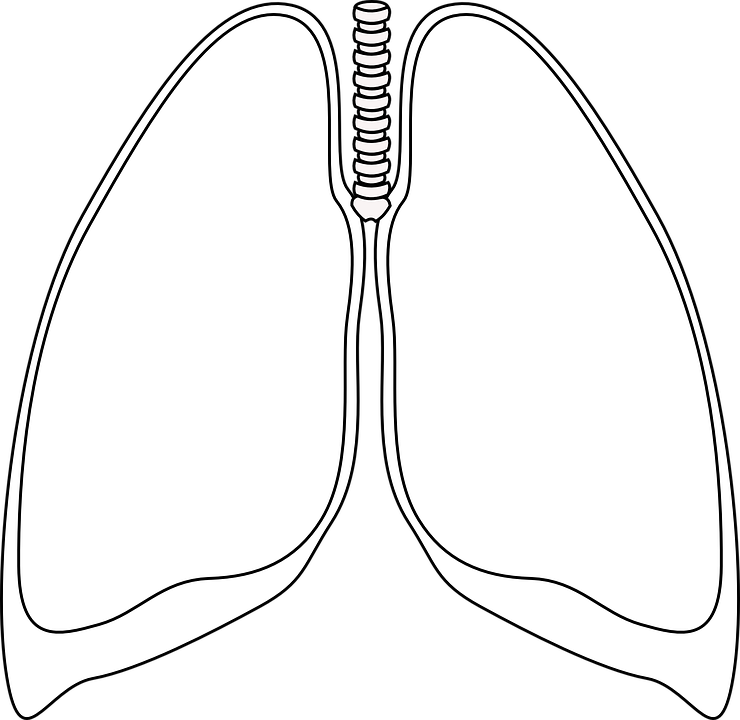 Lung No Background Clip Art