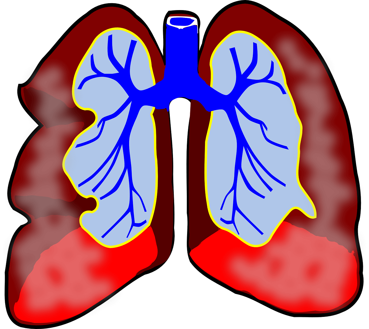 Lung PNG Background Clip Art