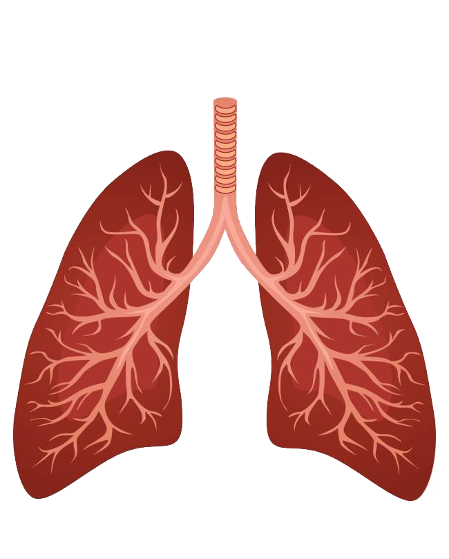 Lung PNG Background