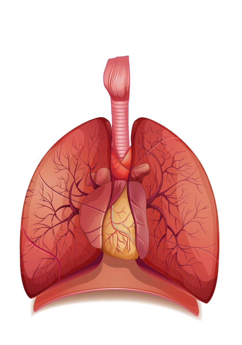 Lung PNG Clipart Background HD