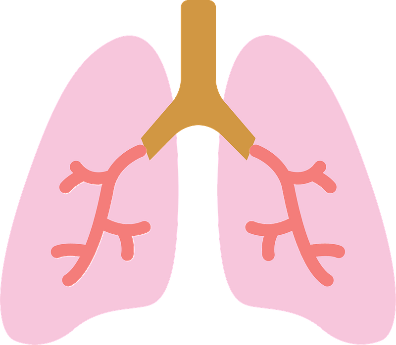Lung PNG Free File Download