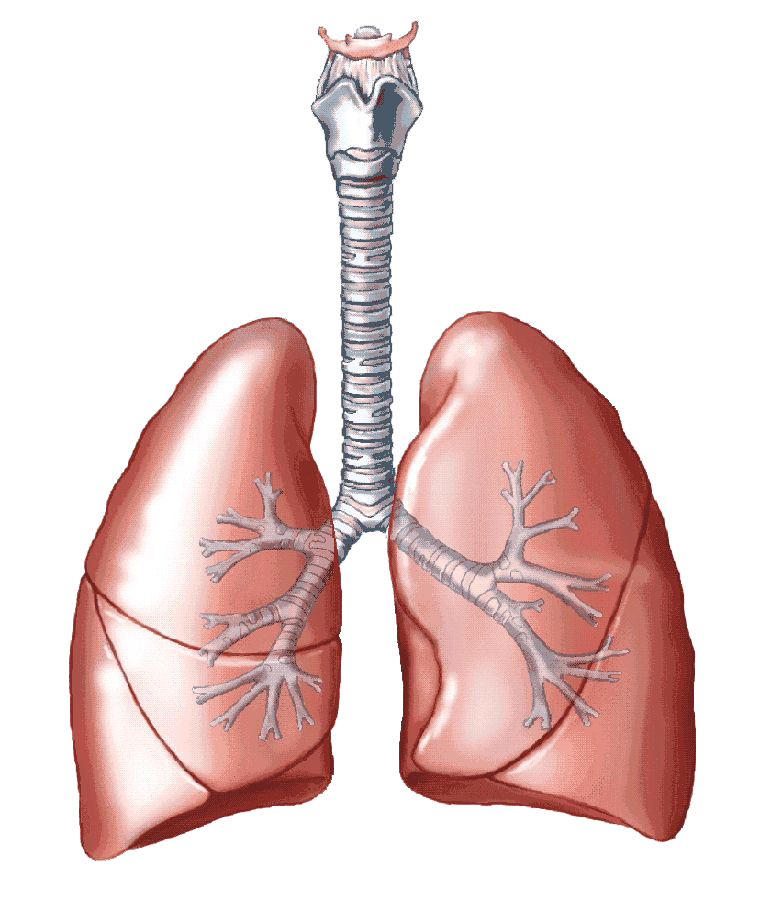 Lung PNG HD Photos