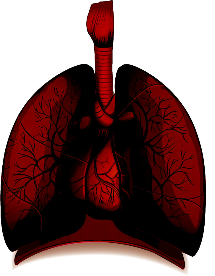 Lung PNG HD Quality