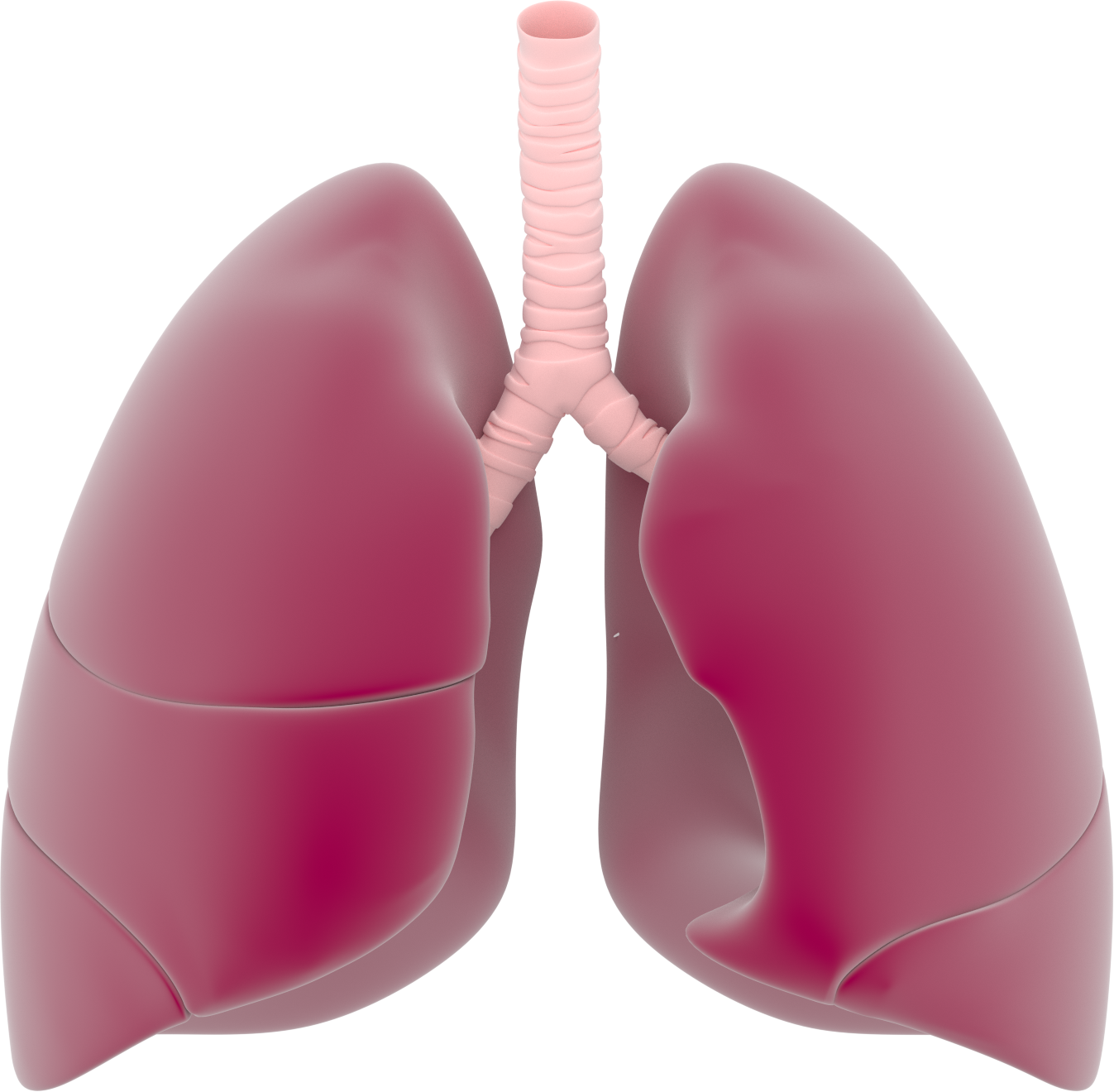 Lung PNG Photo Clip Art Image
