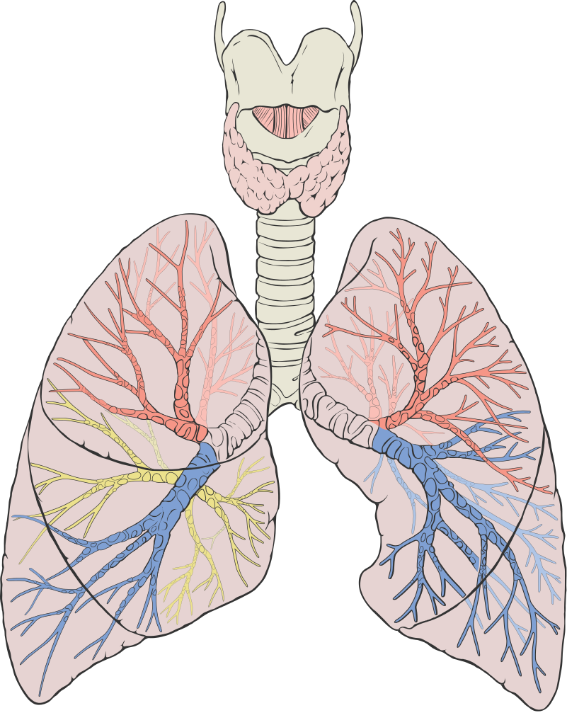 Lung PNG Photo Image