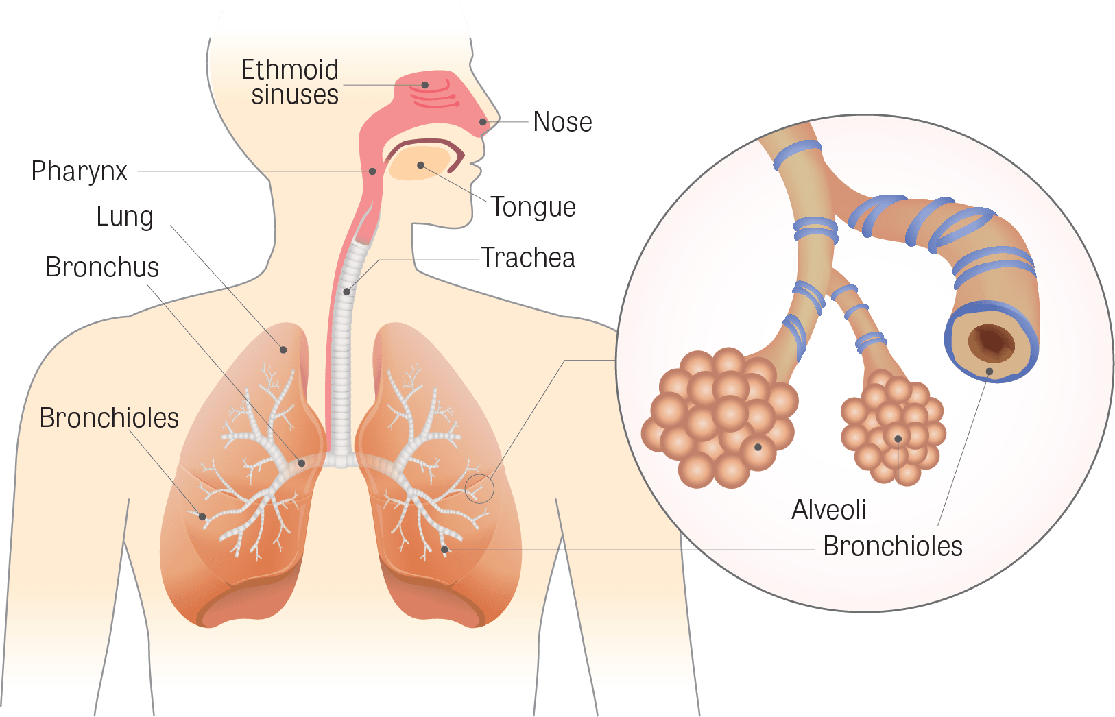 Lung PNG Pic Background