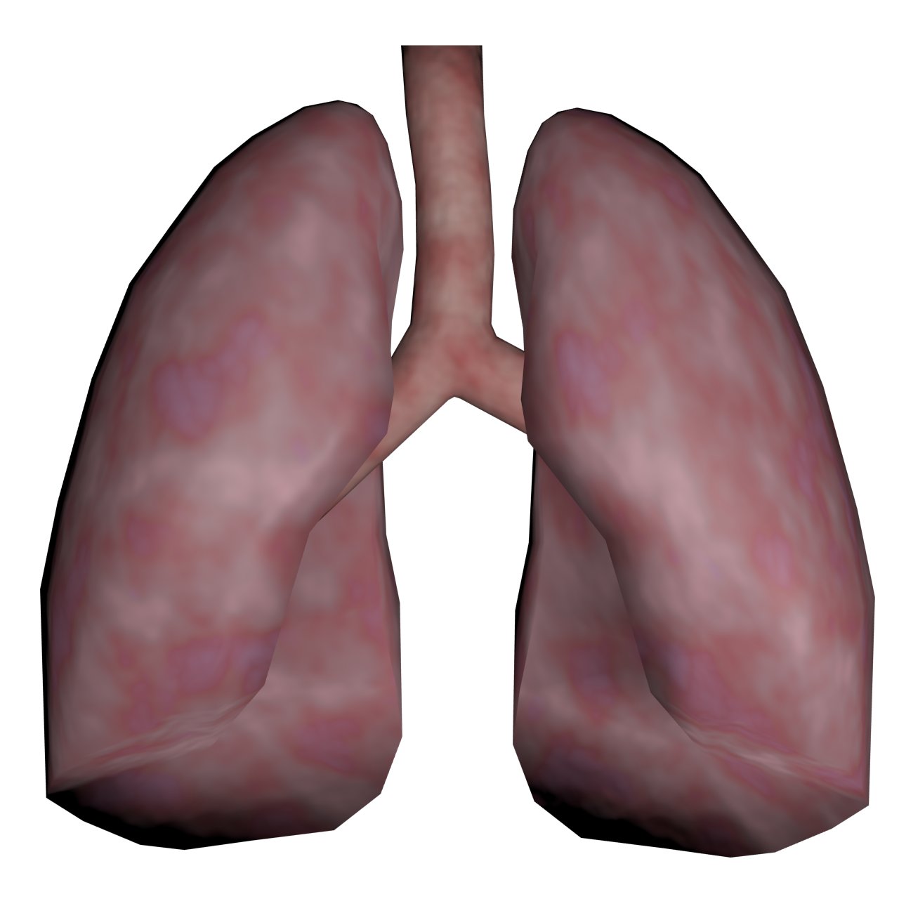 Lung Transparent Clip Art Background