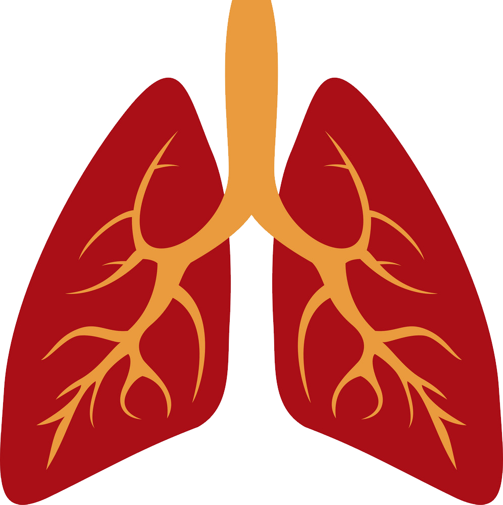 Lung Transparent Free PNG Clip Art