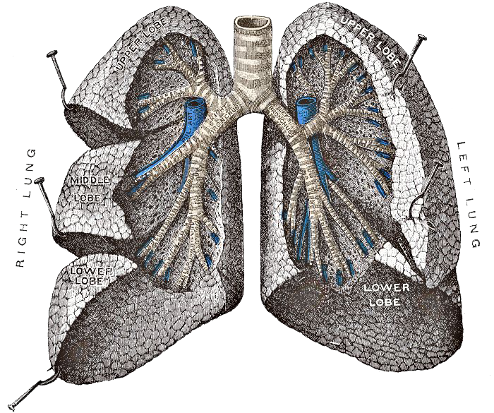 Lung Transparent Free PNG