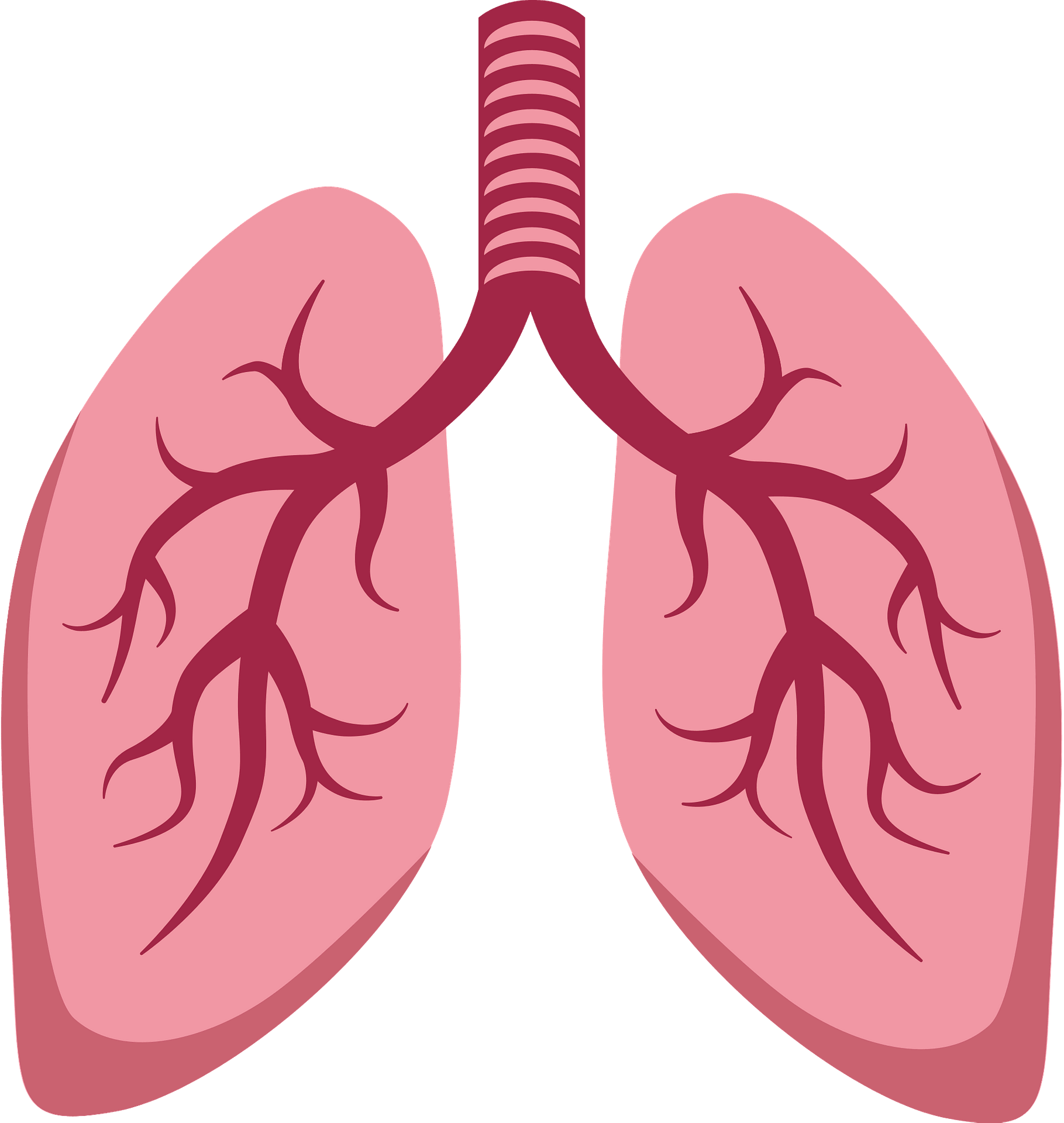 Lung Transparent Images Clip Art