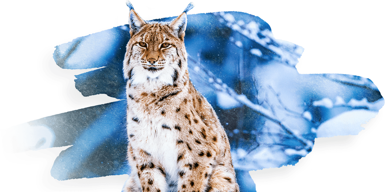 Lynx Background PNG Clip Art