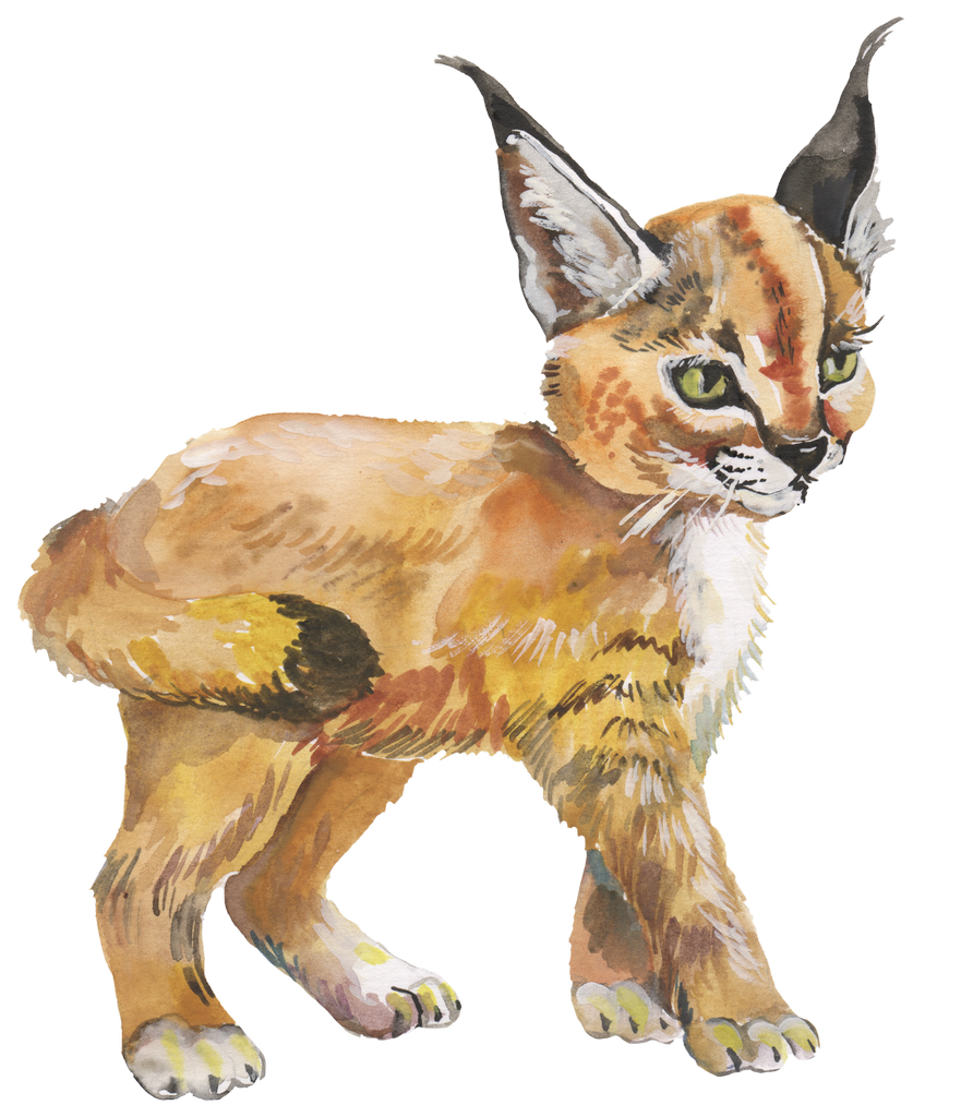 Lynx PNG HD Free File Download