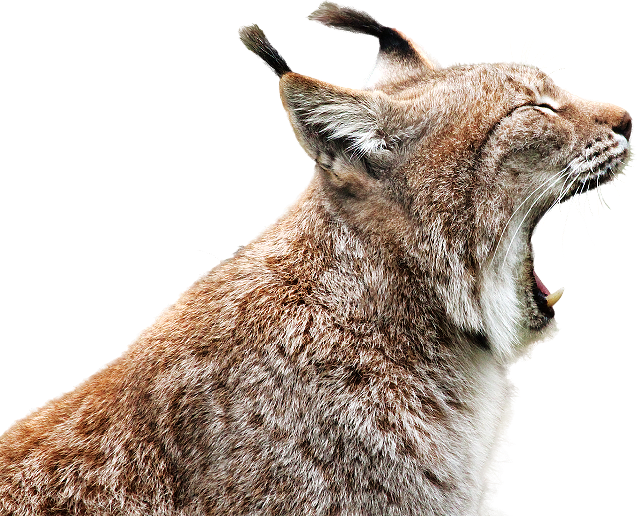 Lynx Transparent Clip Art Image