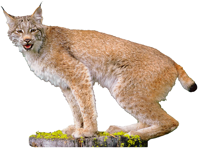 Lynx Transparent Images Clip Art