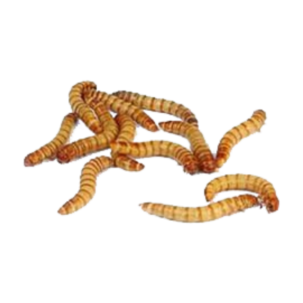 Maggots PNG Pic Background