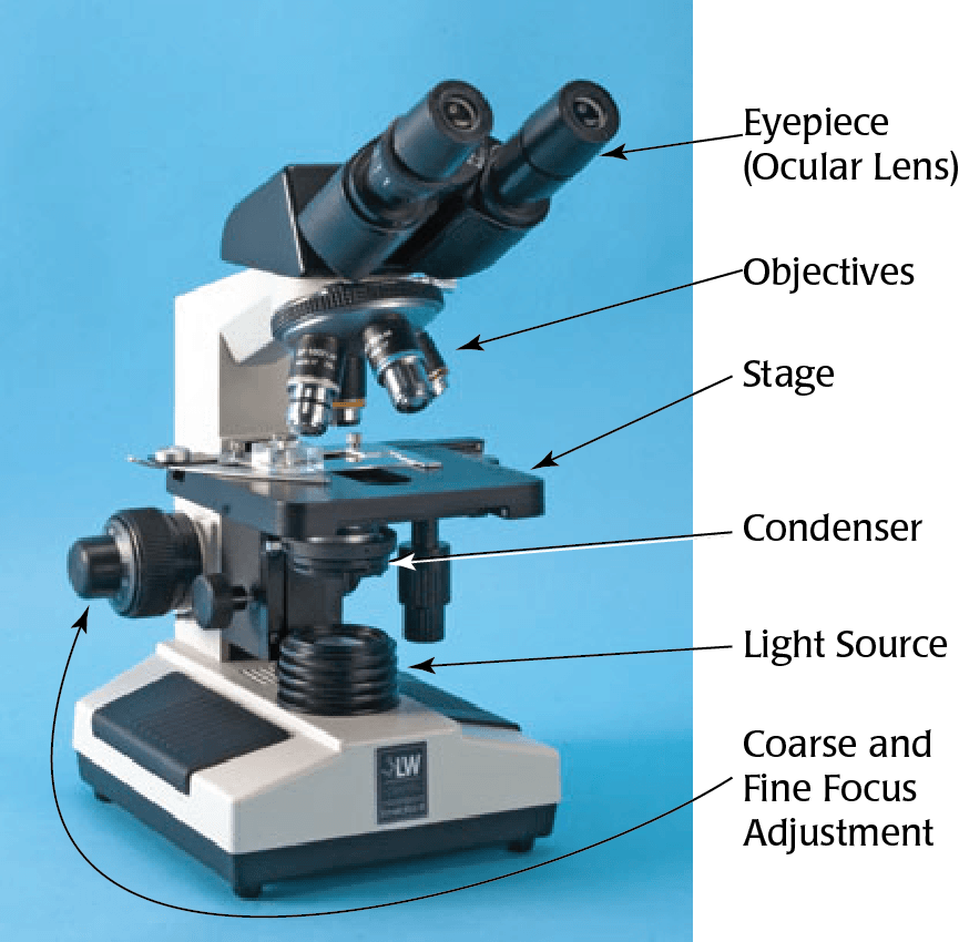 Microscope No Background