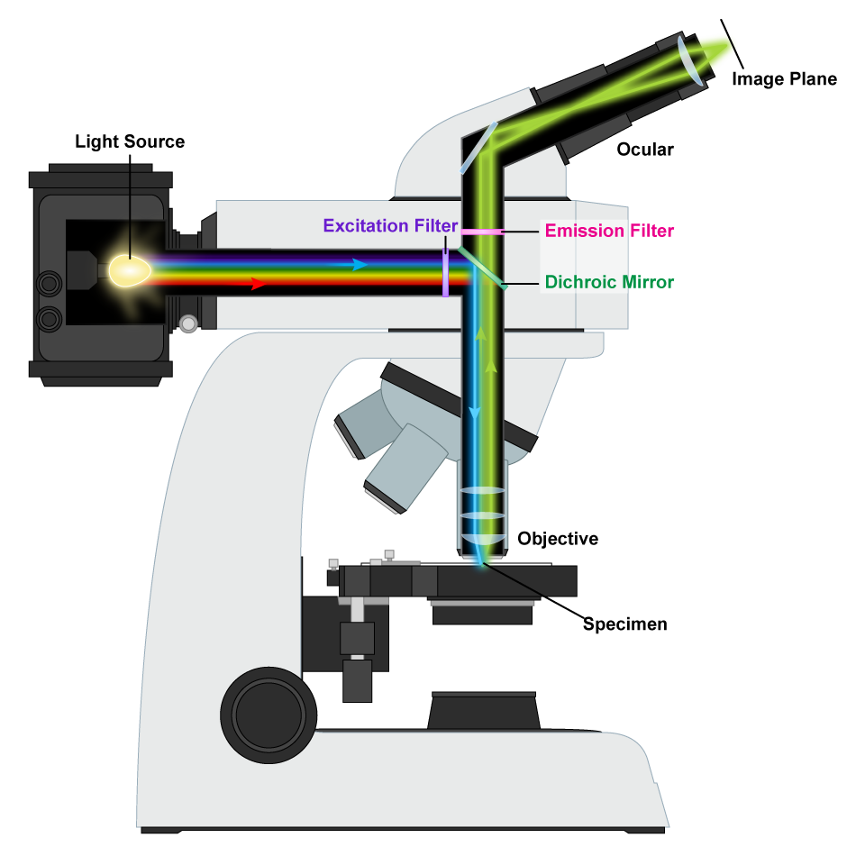 Microscope PNG Photo Clip Art Image