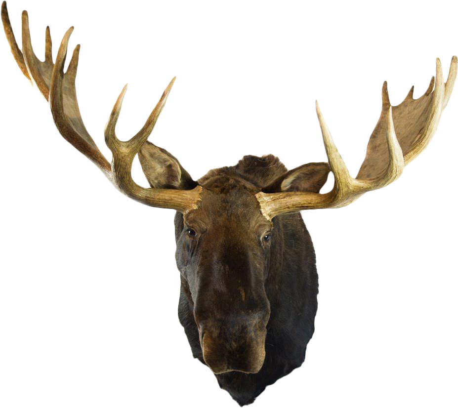 Moose PNG Pic Clip Art Background