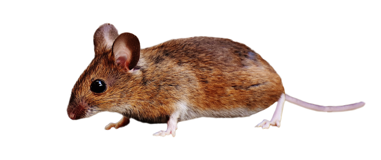 Mouse Animal Clip Art Transparent PNG