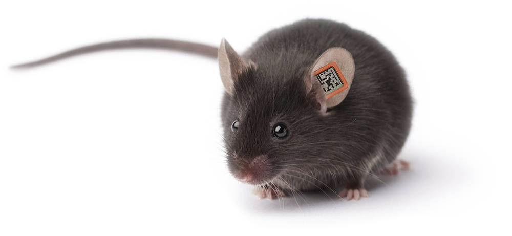 Mouse Animal Download Free PNG Clip Art