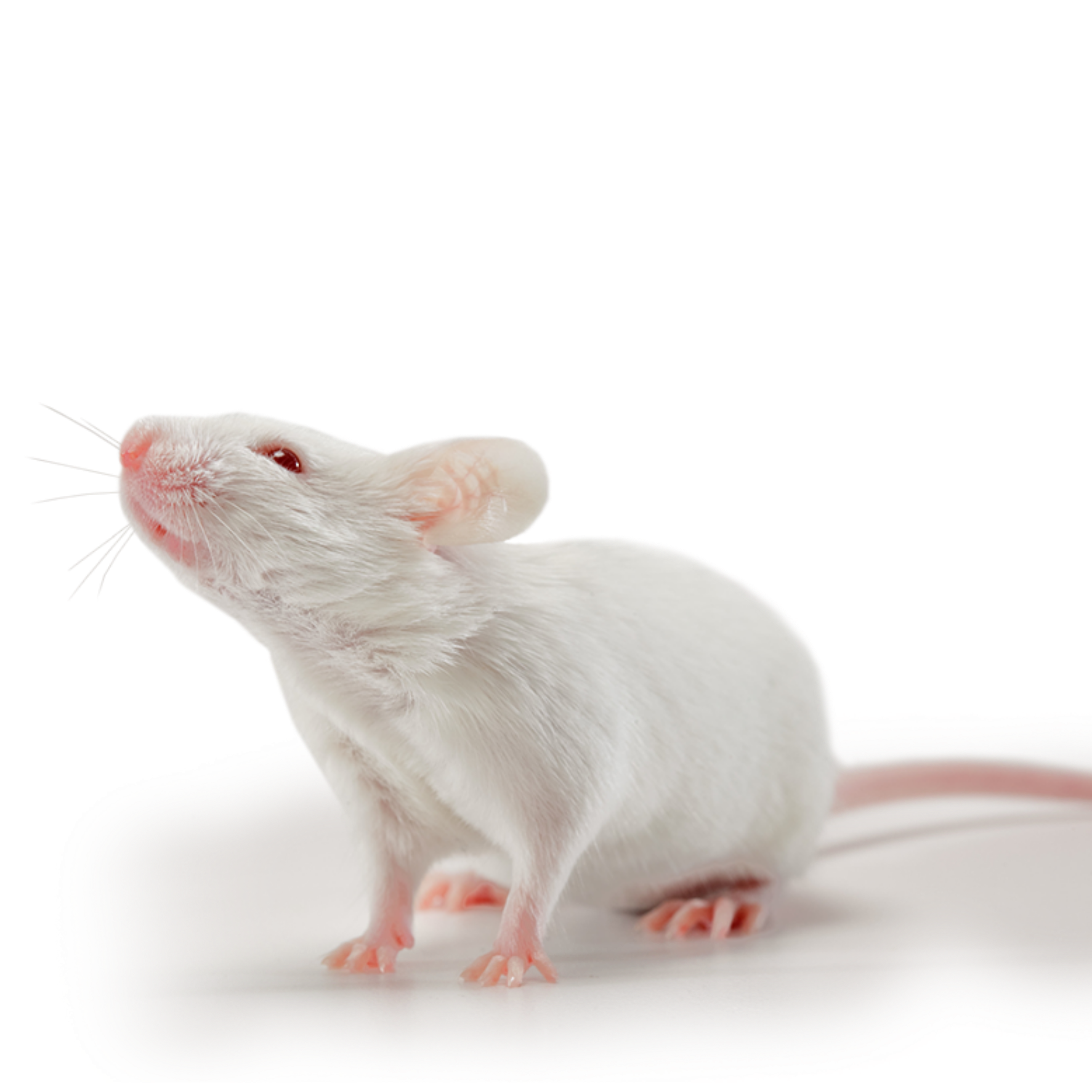 Mouse Animal Download Free PNG