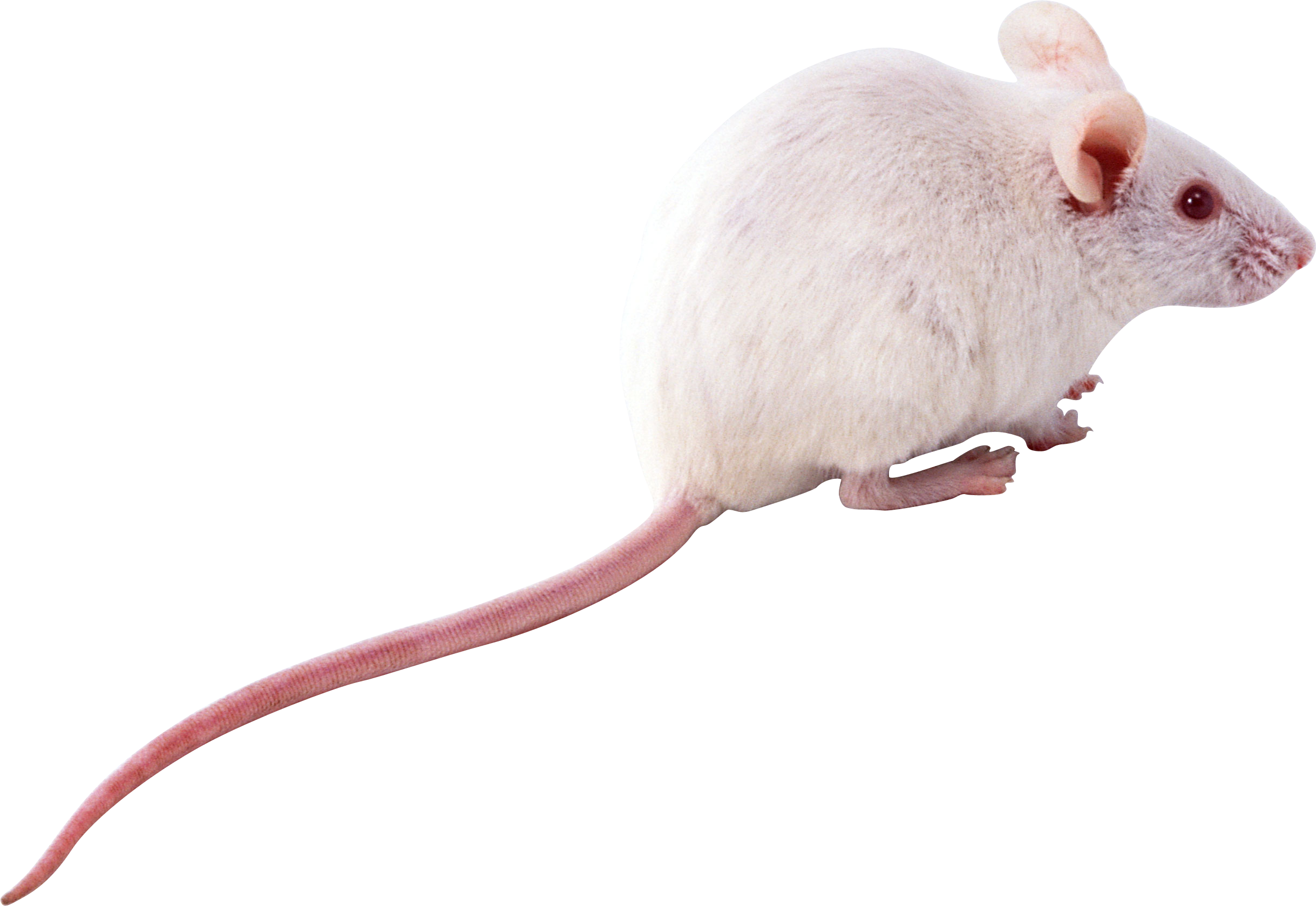 Mouse Animal Free PNG Clip Art