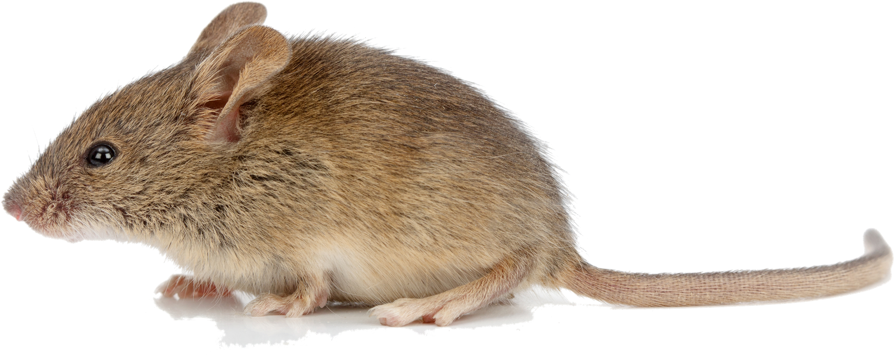 Mouse Animal PNG Background