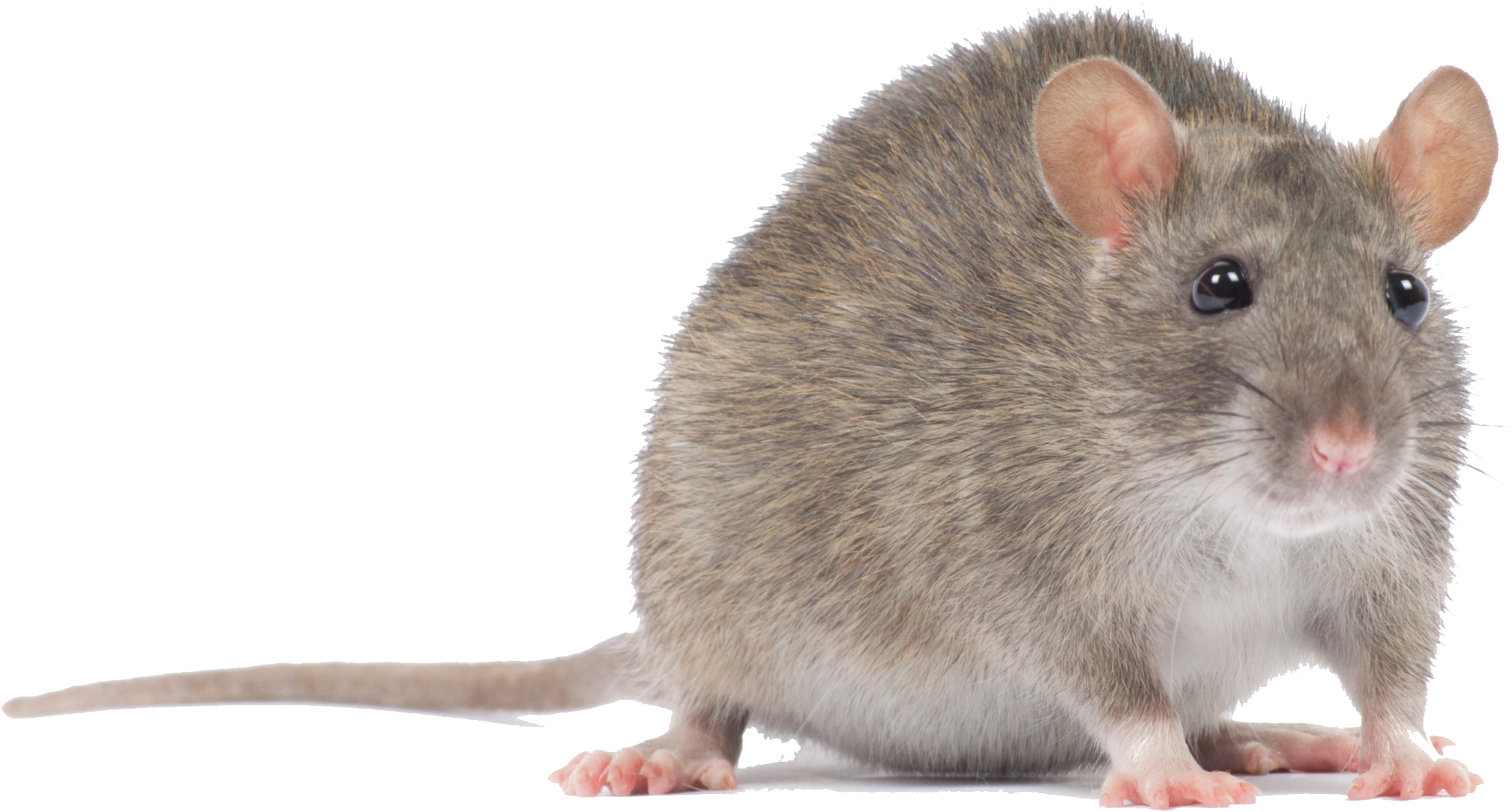 Mouse Animal PNG Clip Art HD Quality