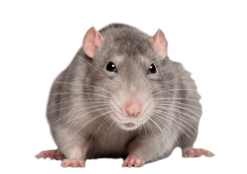 Mouse Animal PNG Free File Download