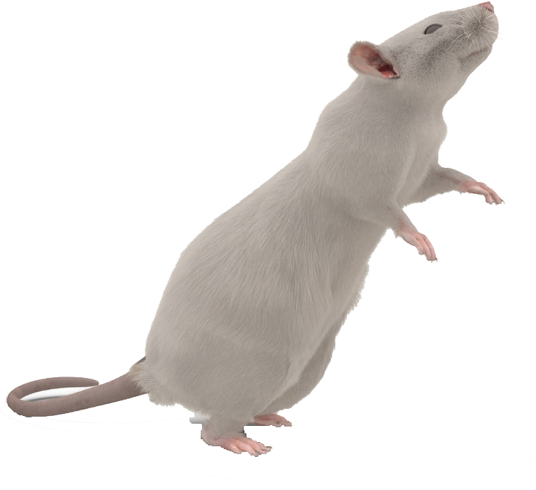 Mouse Animal PNG HD Free File Download